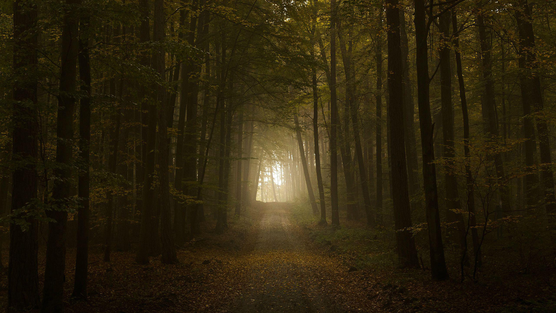 1920 x 1080 HD Wallpapers 1894